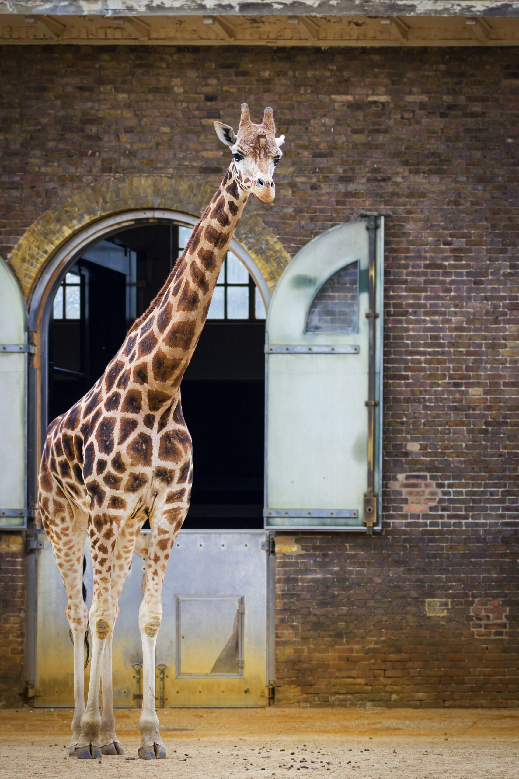 London Zoo sevaerdigheder for born